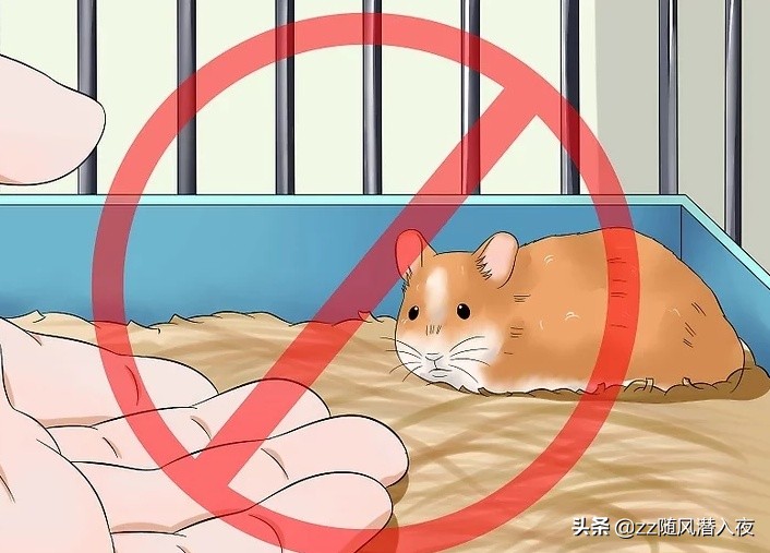 如何让仓鼠在短时间之内信任自己,如何让小仓鼠信任你