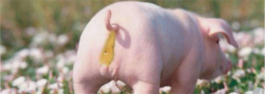 高锰酸钾对养鸡的用途和用法,养猪高锰酸钾消毒