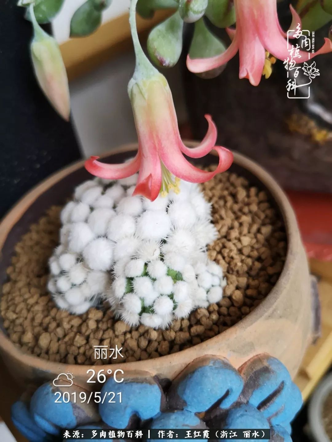 仙人球春天露养条件,仙人球露养条件