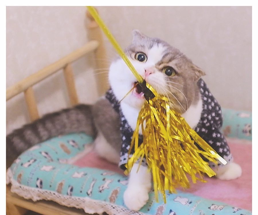 跟小猫玩逗猫棒的技巧,和猫玩逗猫棒玩多久