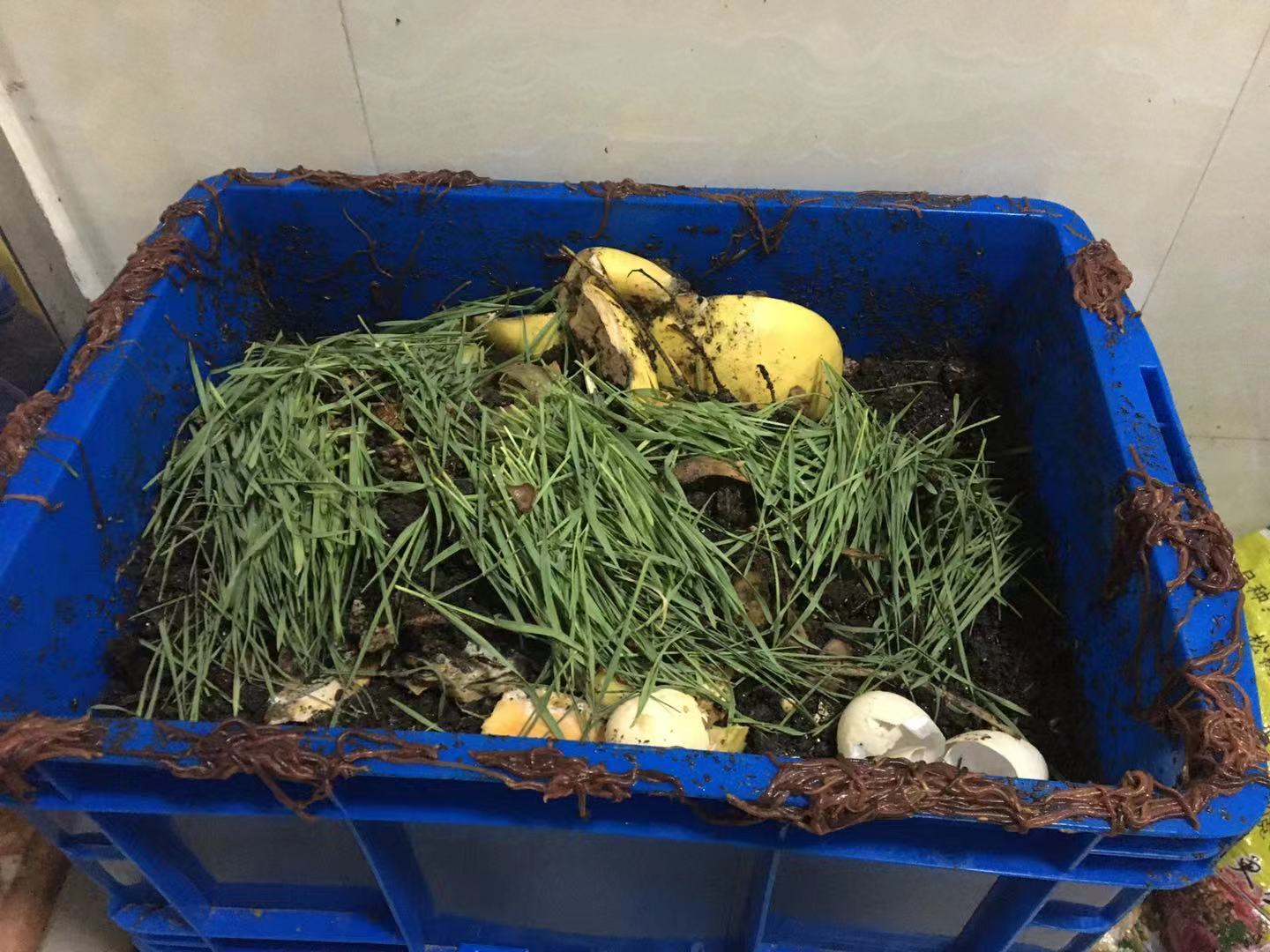 蚯蚓可以帮助堆肥吗,堆肥蚯蚓太多怎么办