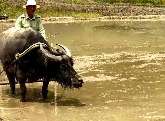 原创散文：我们远离了牛和牛身上的气味，进入到一个轮子的时代