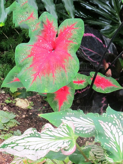 红水芋头,红水芋头图片