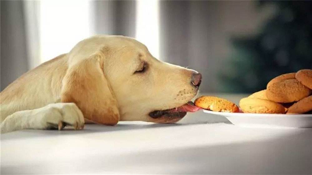 养拉布拉多犬一年得多少钱,养拉布拉多犬一个月需要花多少钱