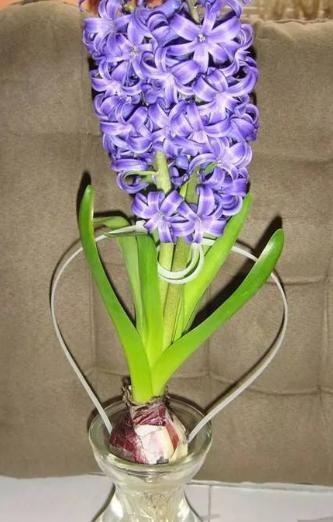 风信子开花后怎么补救,风信子花开了根烂了怎么补救