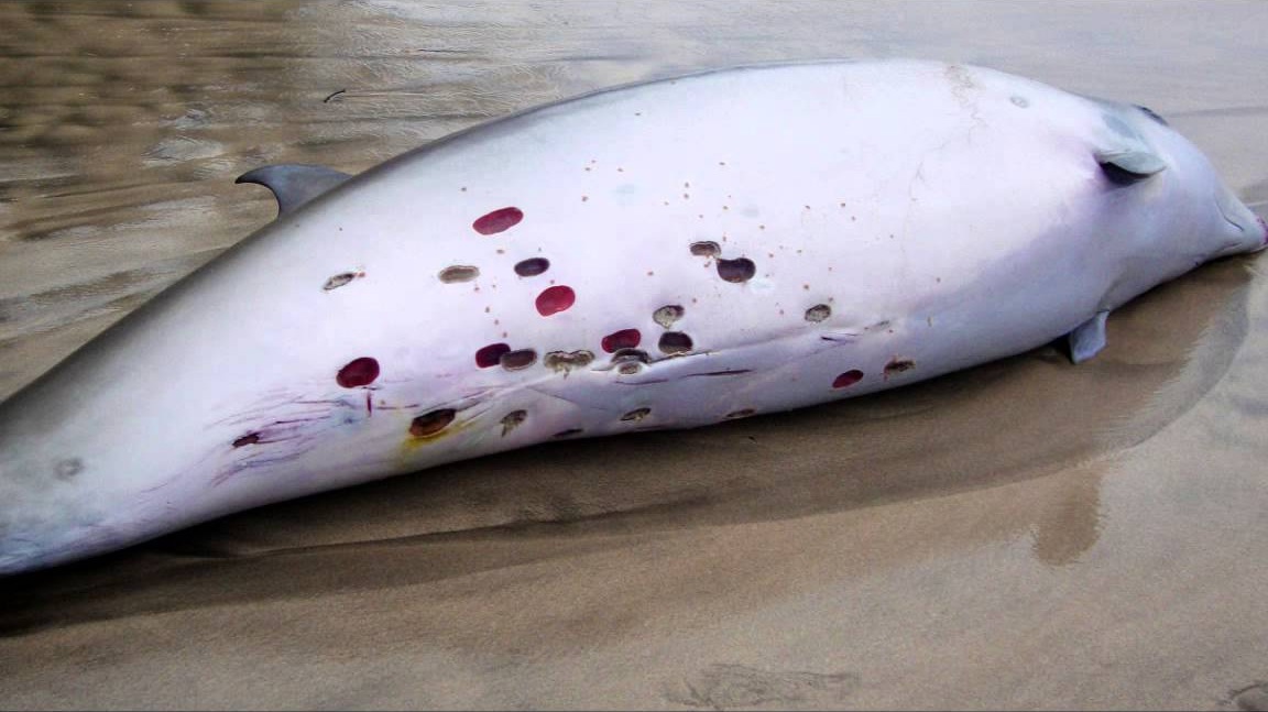 体长仅3cm却是咬人最疼的生物,食人鱼疯狂撕咬人类