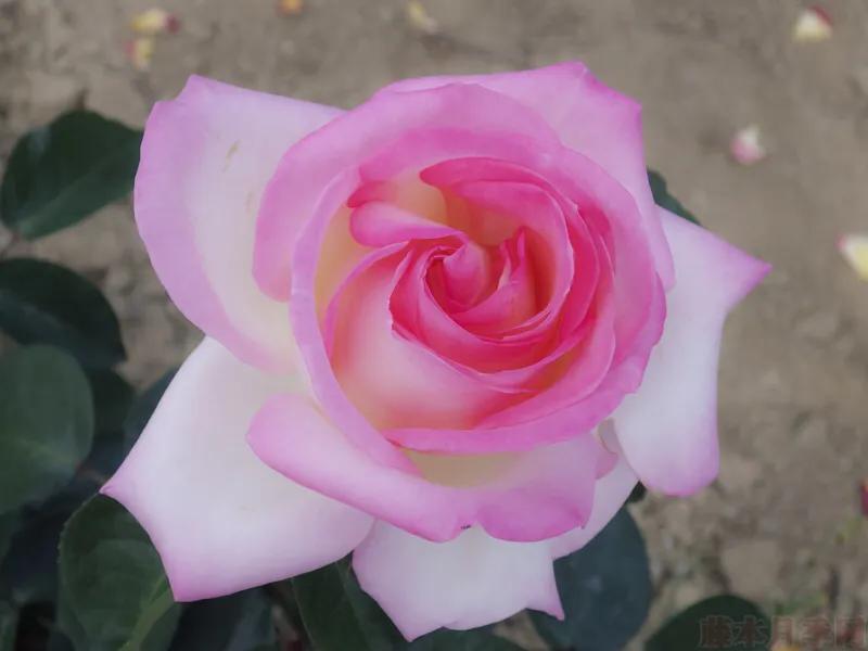 和平月季的价格,和平月季优缺点