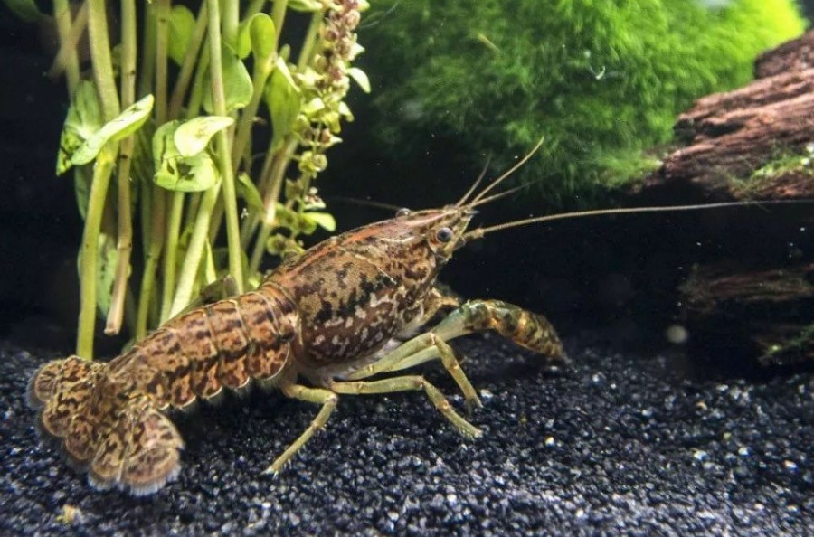 在女儿国,在女儿国男人会怎样