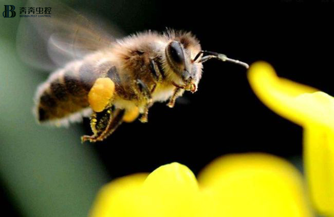 被马蜂叮了如何处理,被巨型马蜂叮了怎么办