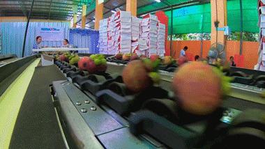 泰国网红榴莲咖啡来了，逆天搭配竟一口上瘾，必须打卡