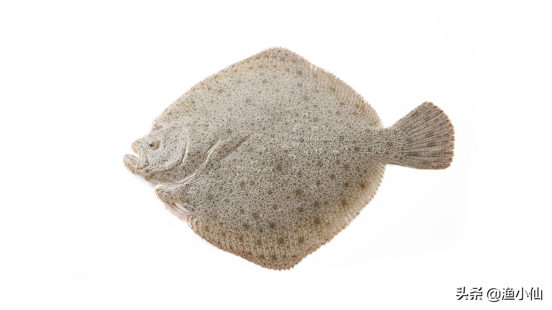 多宝鱼跟以前长的不一样,多宝鱼为啥长这个样子