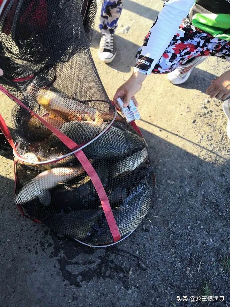 黑坑大鲤视频大全,黑坑战大鲤最新消息