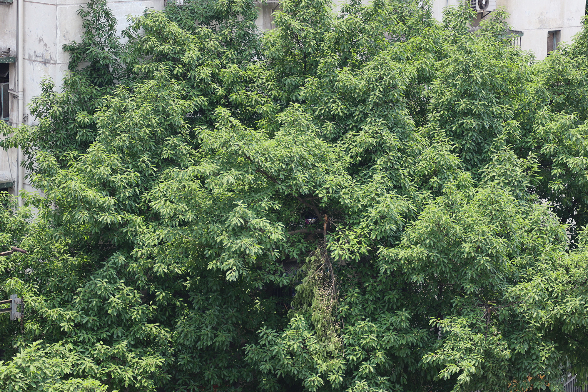 无反转接单反镜头,单反镜头和无反镜头转接