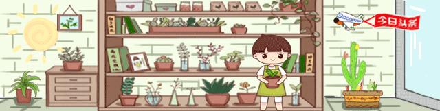 家里养的富贵竹,突然就烂根了,3种正确处理方式,预防烂根