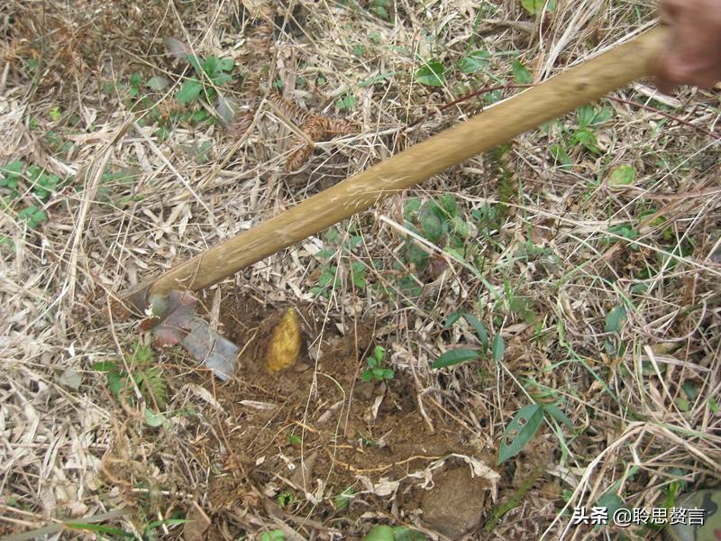 竹笋诗词精选三十一首,山中竹笋诗词