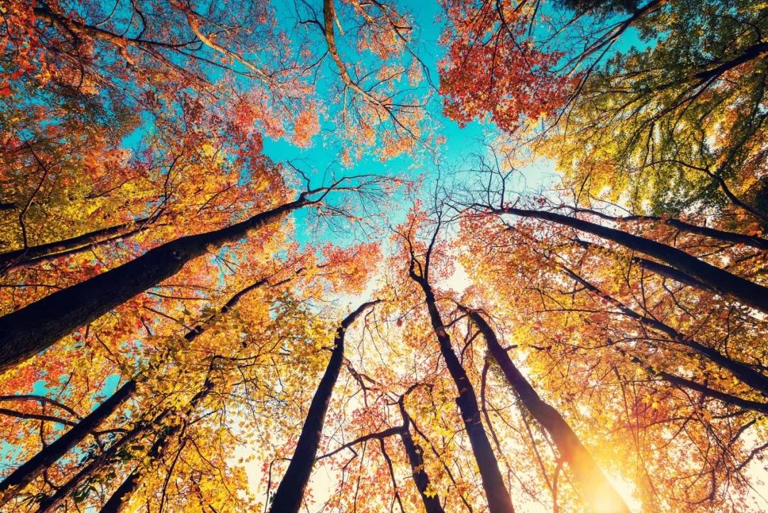 秋天十大绝美诗词名句,关于秋天的100句绝美诗词