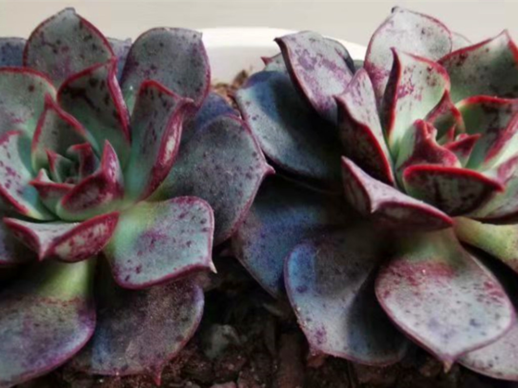 圆叶西蕾莉蝴蝶兰,圆叶罗西玛状态图