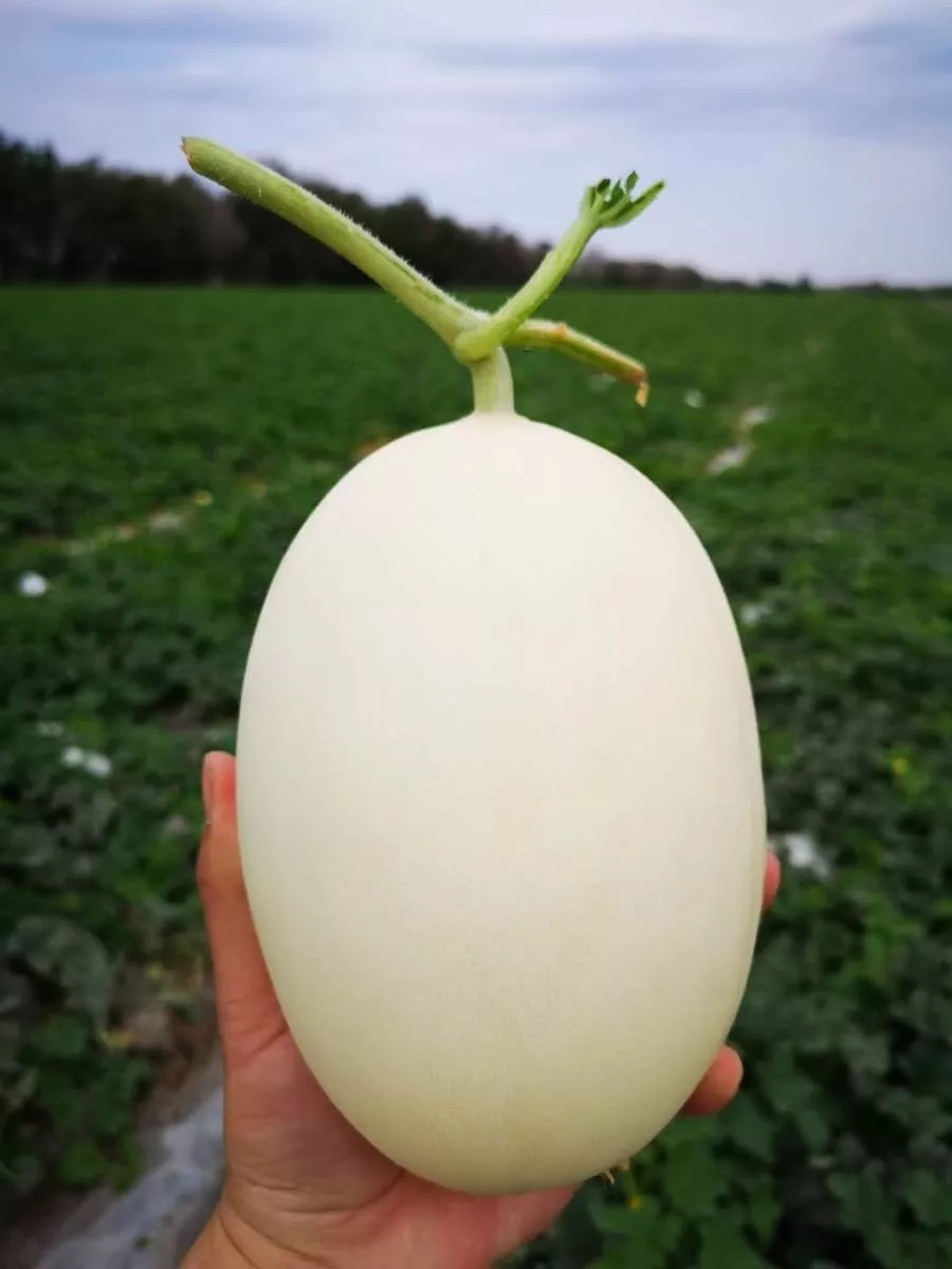 如何挑选又甜又好的黄香瓜,教你怎样挑出香甜可口的香瓜