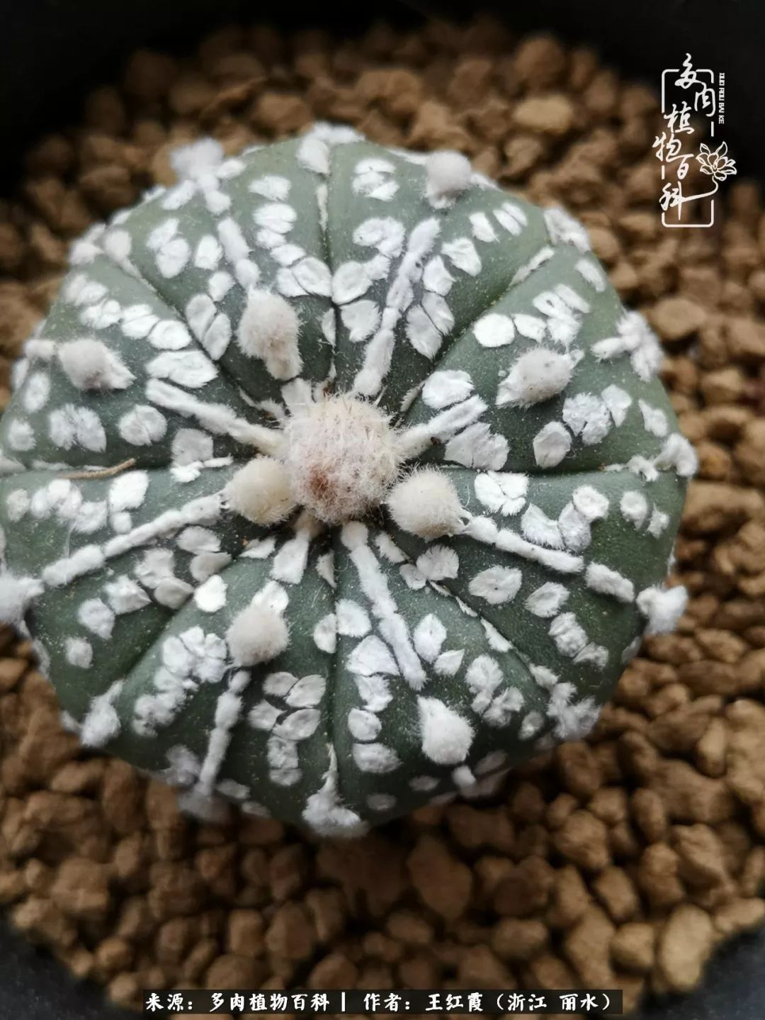 仙人球春天露养条件,仙人球露养条件