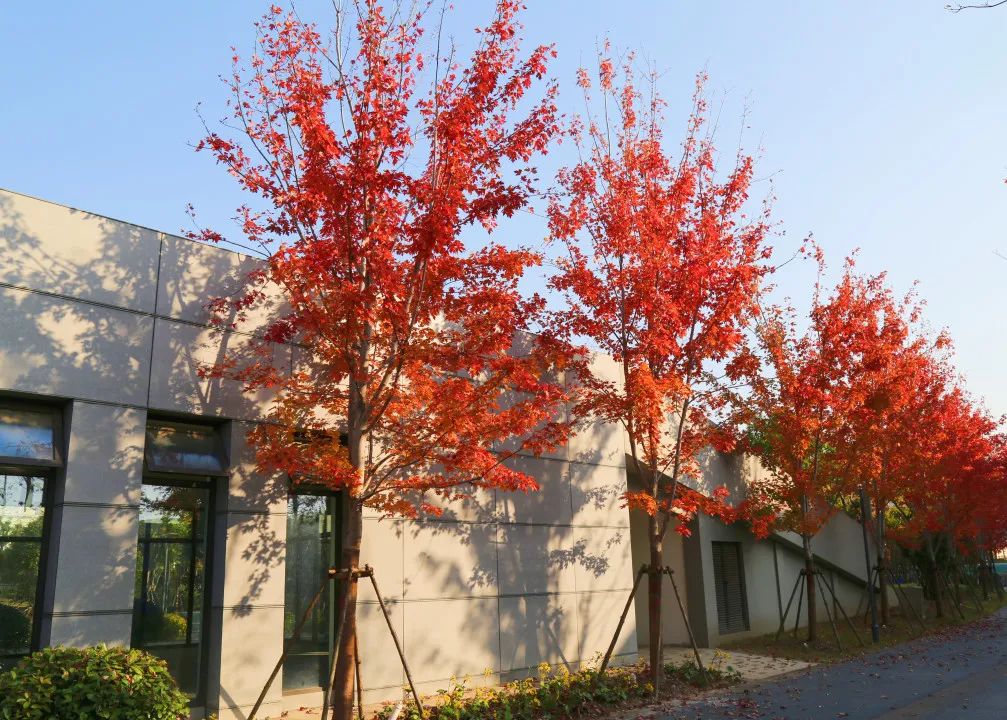 上海最美秋景,上海哪些公园可以拍秋景