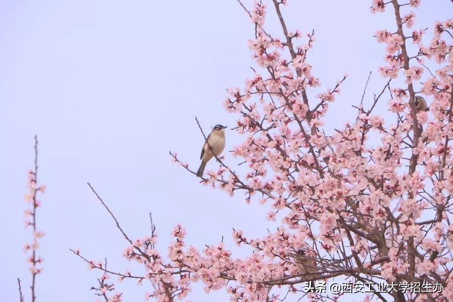 哈工大兵工七子,兵工七子进入兵工集团优势