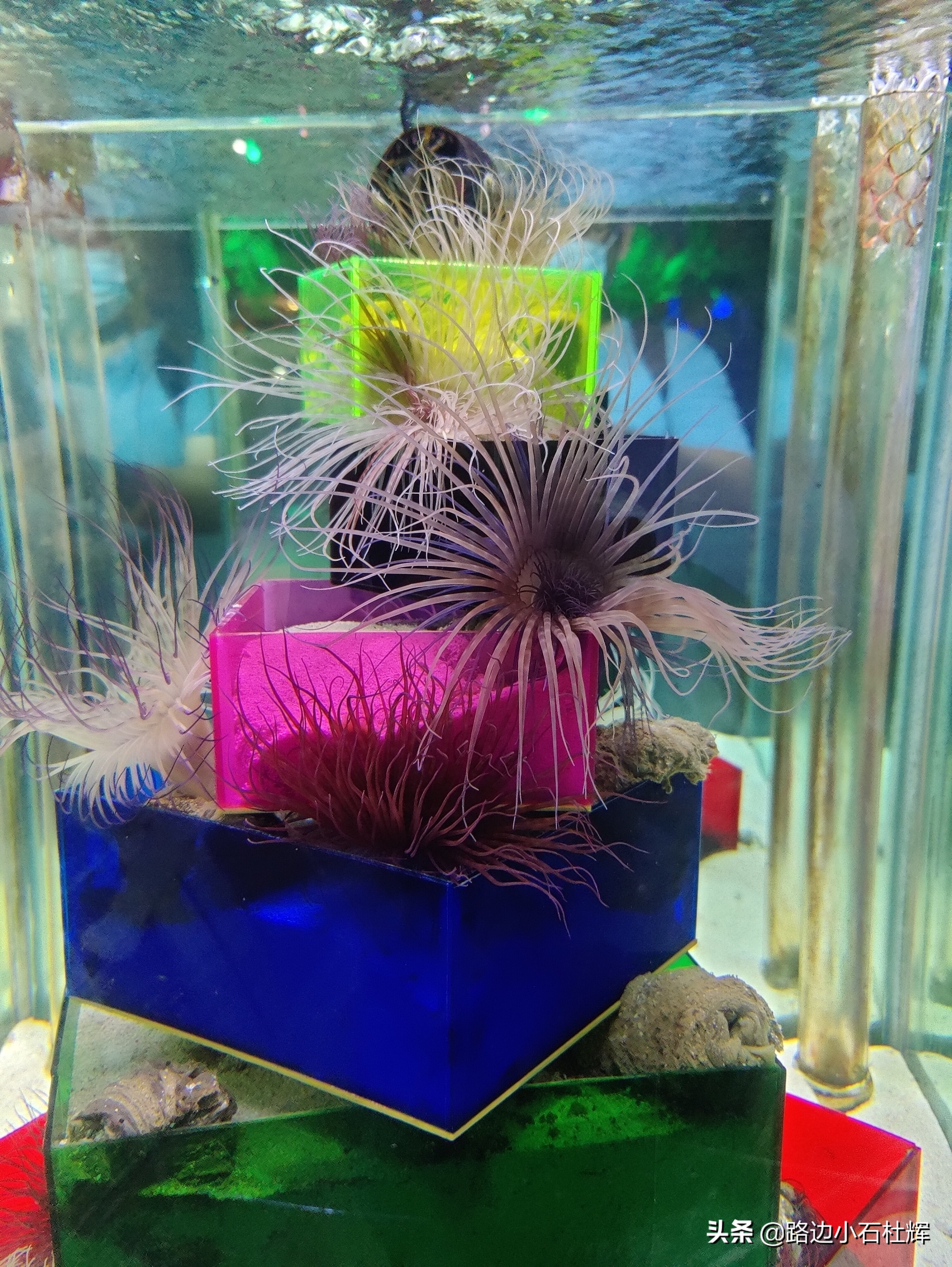 北京海洋馆海底世界游玩攻略,海洋馆北京海底世界游玩路线