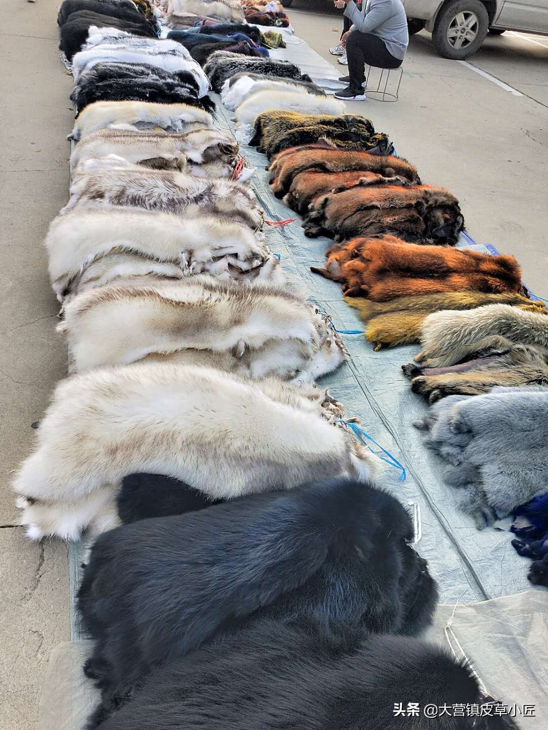 狐狸毛颜色排行,狐狸毛新品鉴赏