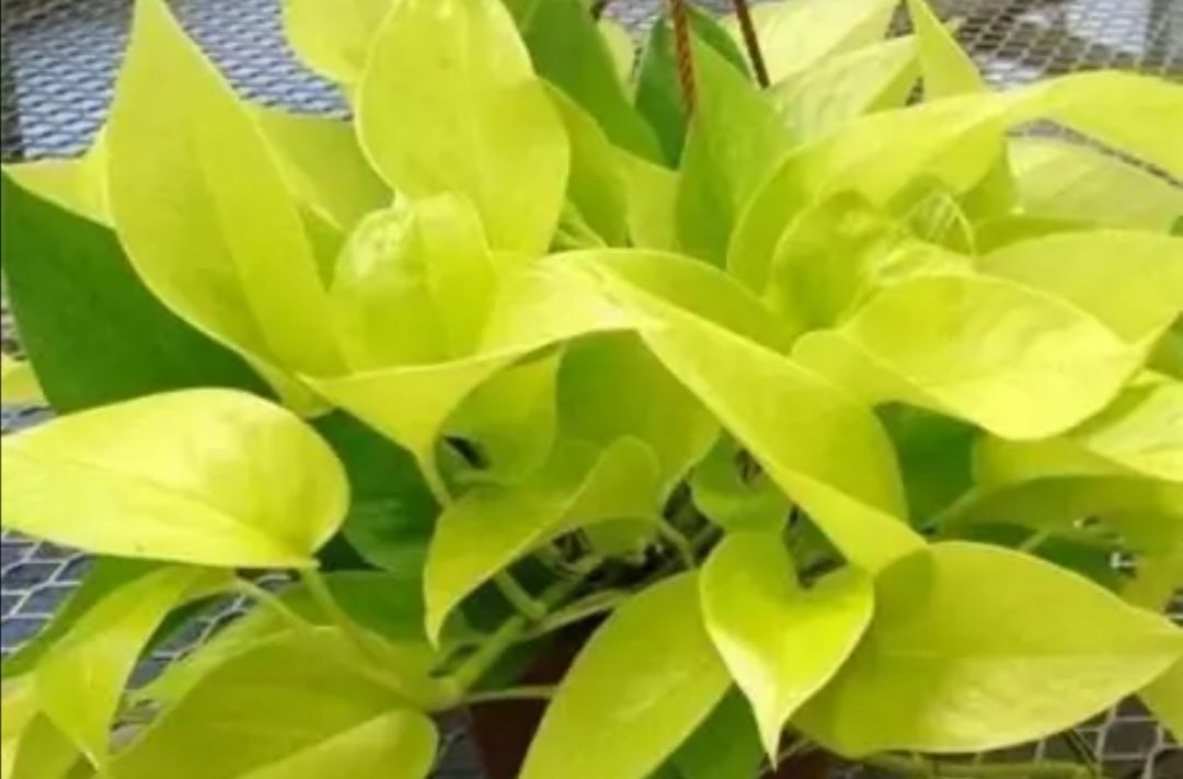 绿萝散射光养护,绿萝的特点和养护常识有哪些