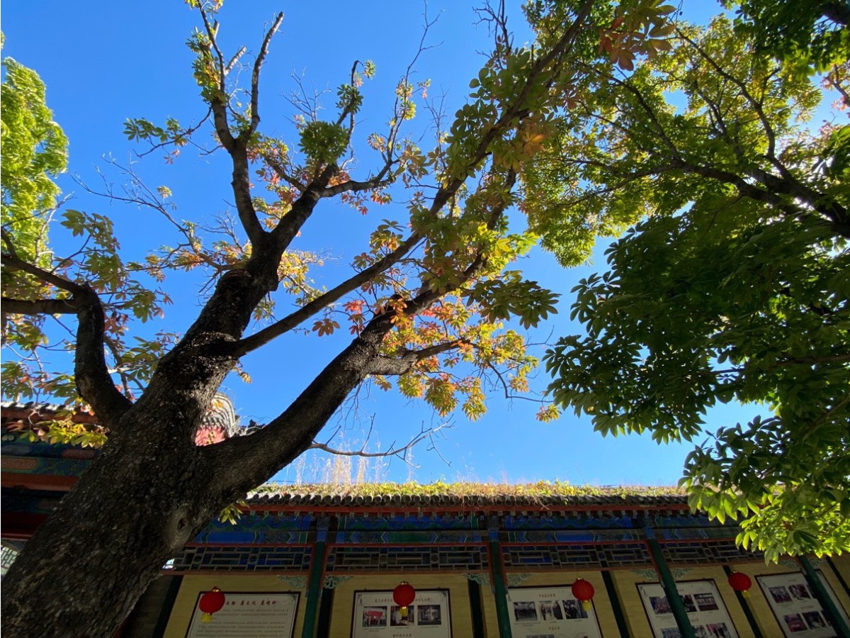 北京磨盘柿子采摘季节,磨盘柿子最佳采摘期