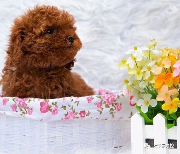 泰迪身上出现白毛，多数是这些原因造成的，你知道吗？