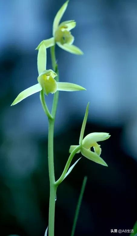 每日一品兰花图片大全,每日一品兰花价格