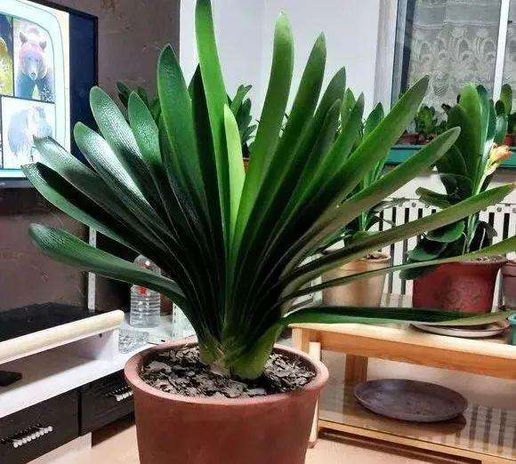 在给君子兰换盆时你的方法正确吗,君子兰换盆的最佳时间和方法图片