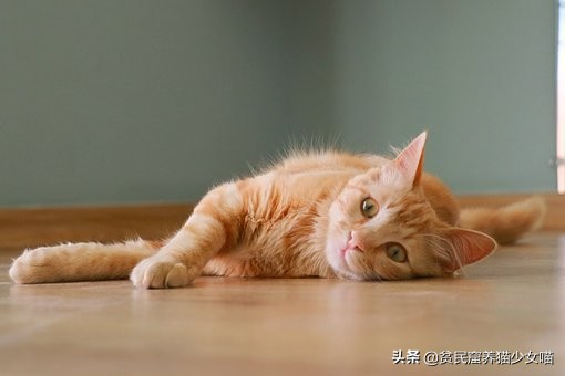 如何知道猫咪是否营养不良,怎么识别猫咪身体状况