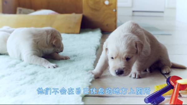 新手养5只狗该怎么训练,狗狗多大开始训练固定地点上厕所