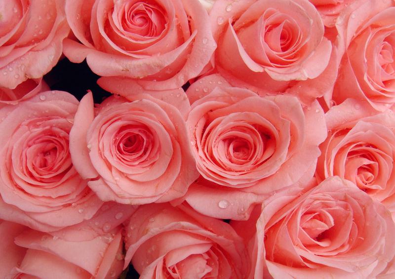 如何选择家中花卉植物盆栽,家庭常见的盆栽花卉的养护与管理