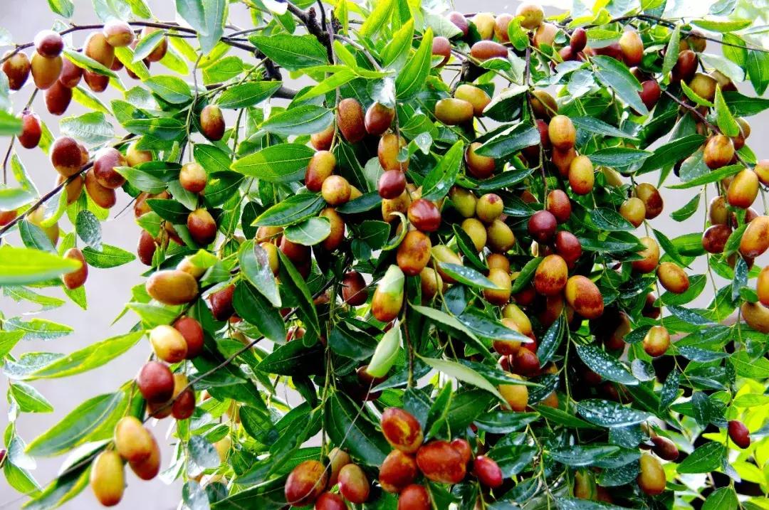 向世界介绍河南,向别人介绍郑州