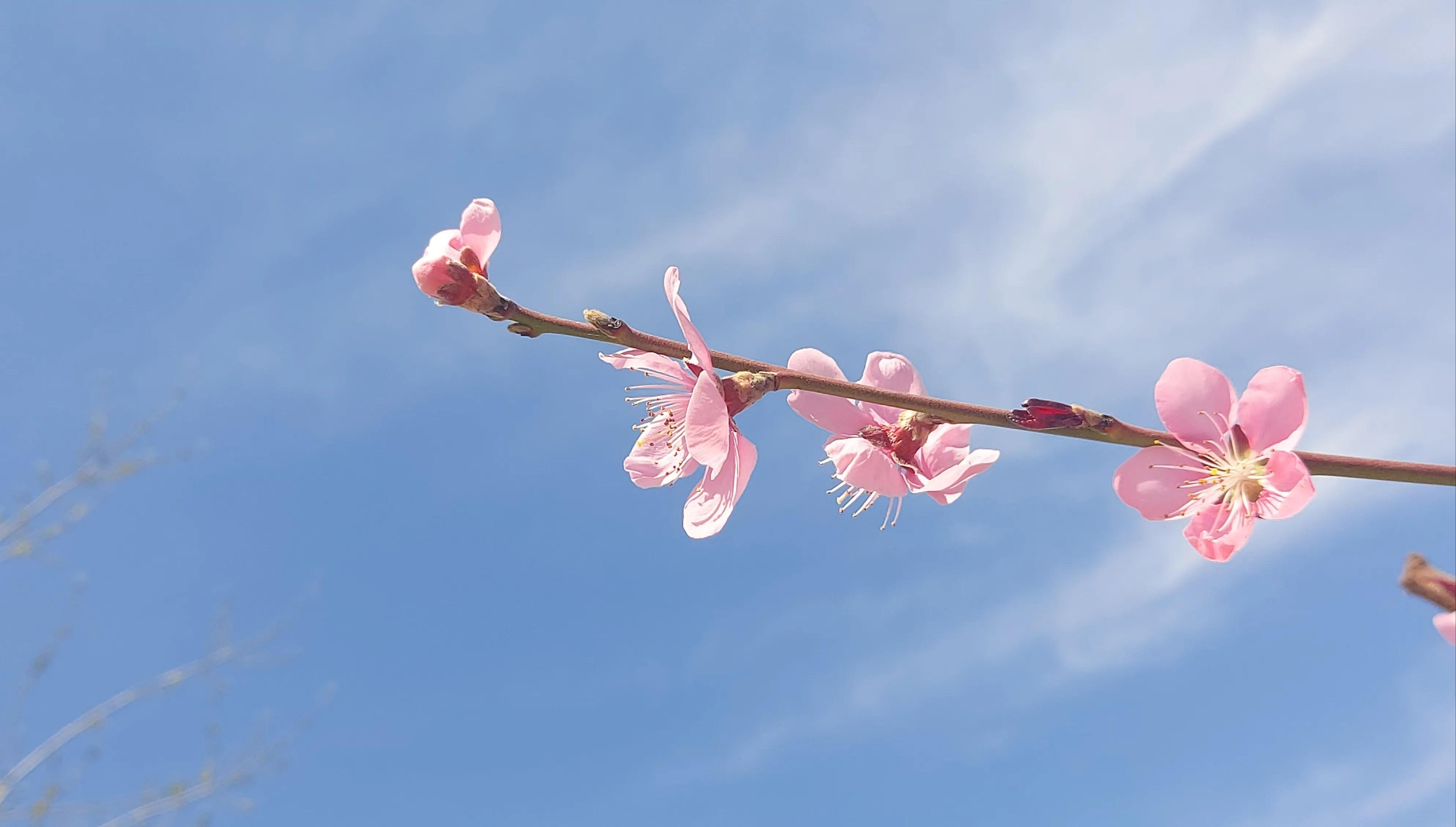 散文诗欣赏:碧砌红轩又清明，草长莺飞已春仲