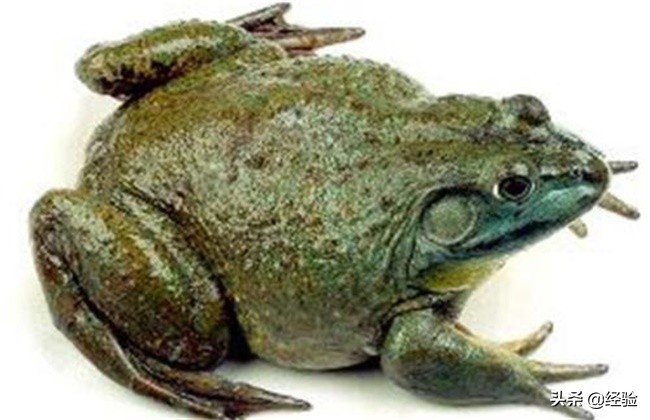 牛蛙蝌蚪管理及病害,牛蛙常见病害及防治方法