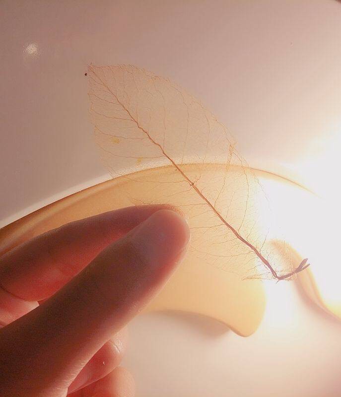 幼儿书签夏天树叶书签,捡一片树叶做书签不要叶脉书签