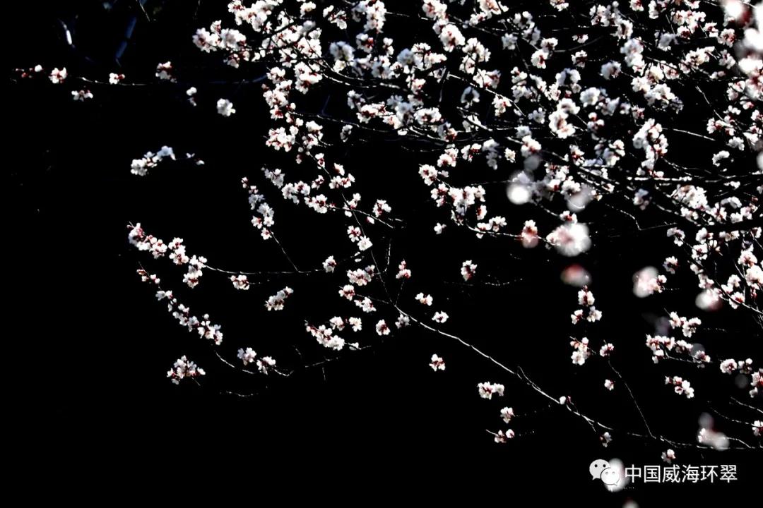 走进春天的环翠公园,环翠景色