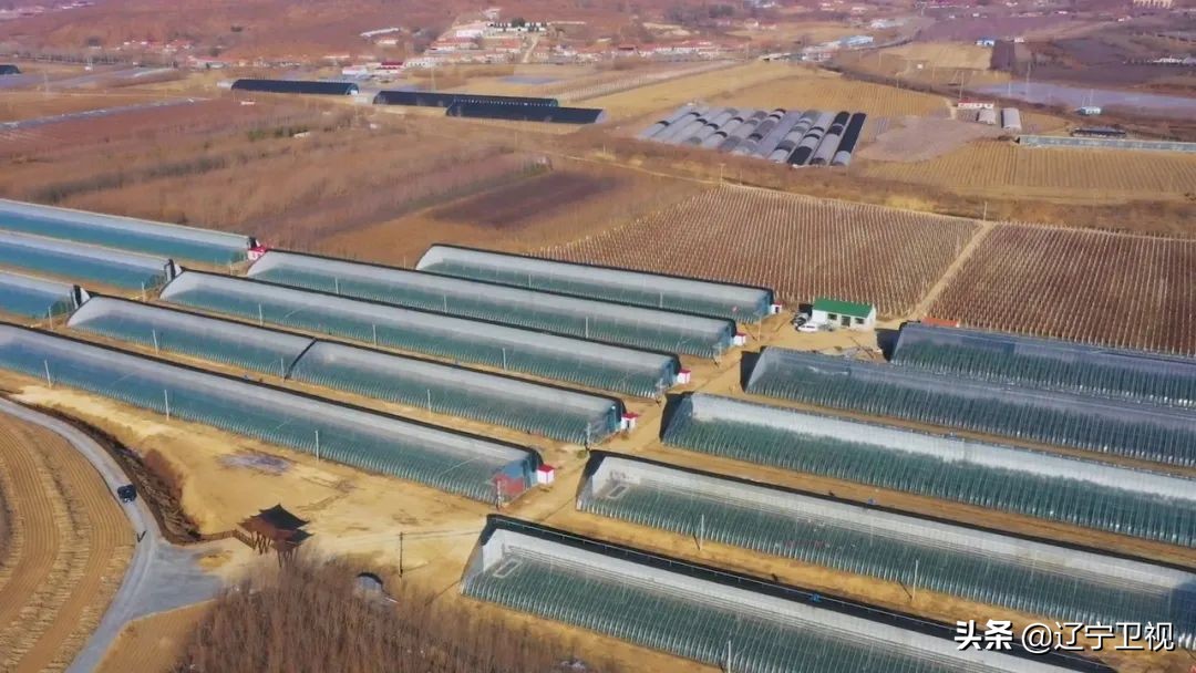 东港草莓红火,东港草莓产业成功的奥秘