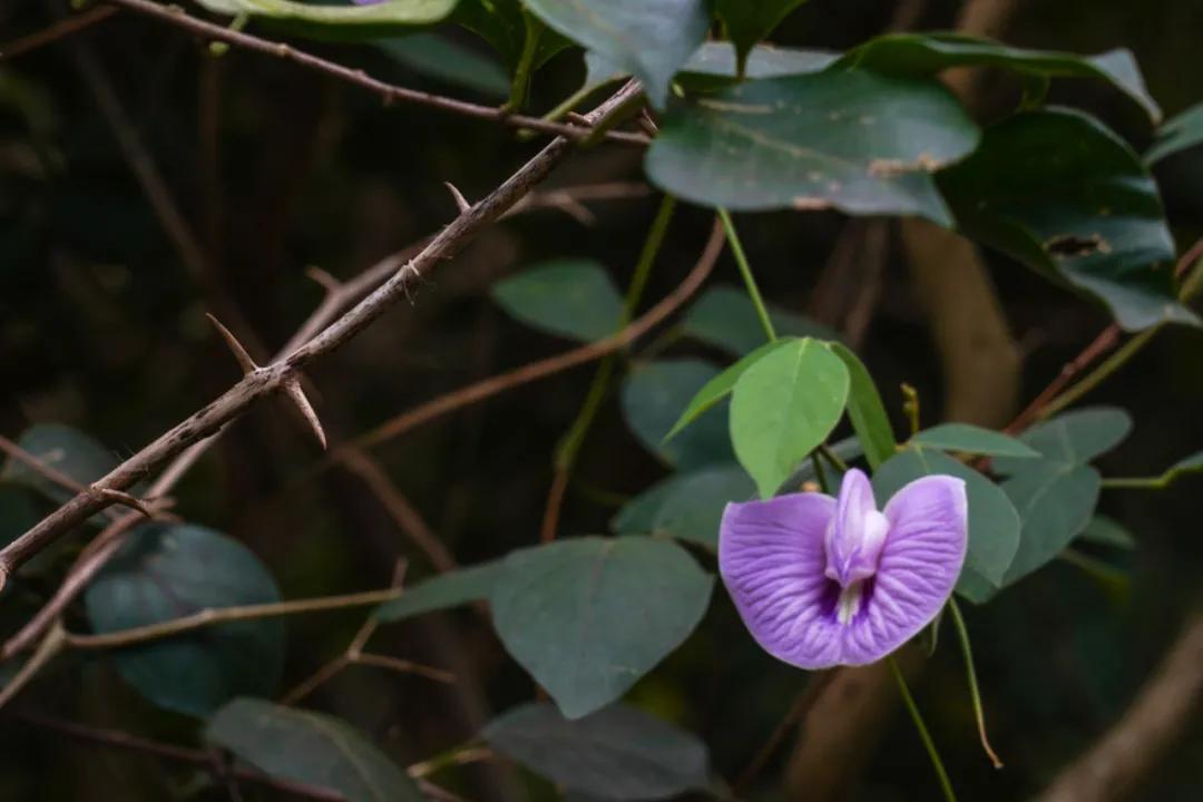 静谧角落香云纱,静谧角落视频