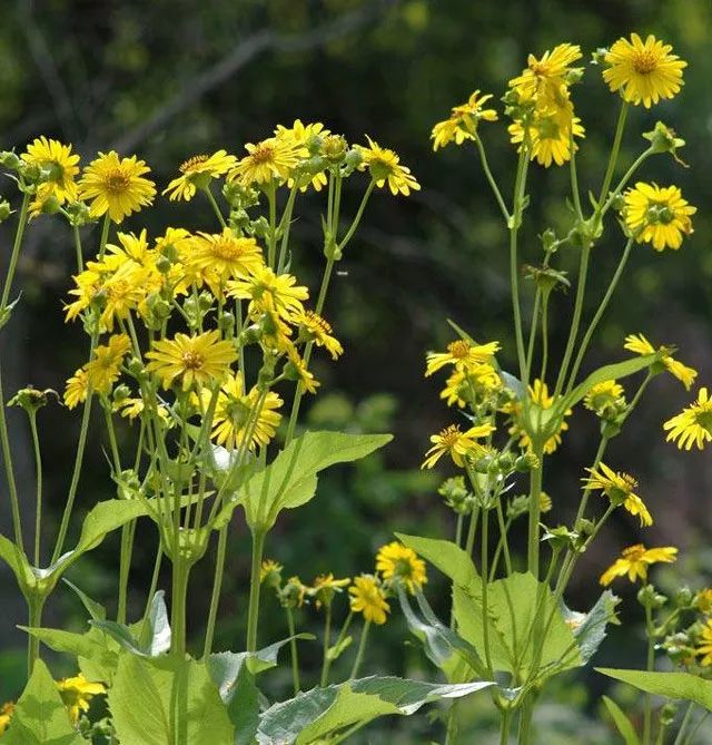 雨水花园植物区,雨水花园水生植物