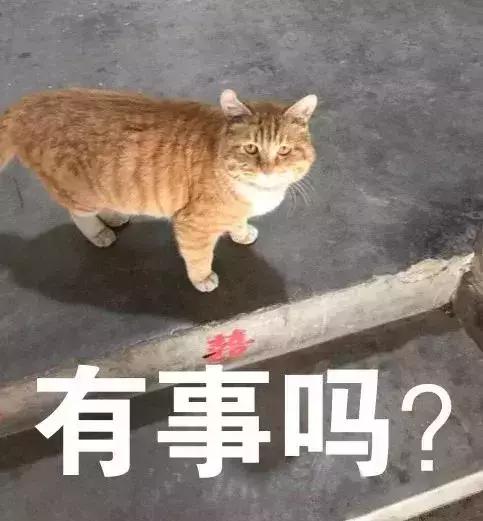 橘猫的7大优点养过的人都说好,自从养了猫才知道什么是爱