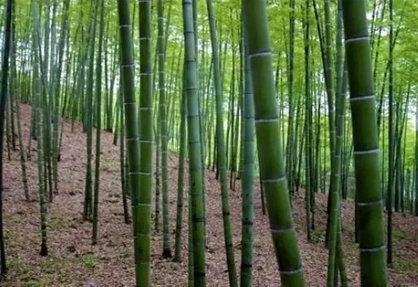 竹子大全100种及名称,竹子一共有多少种品种