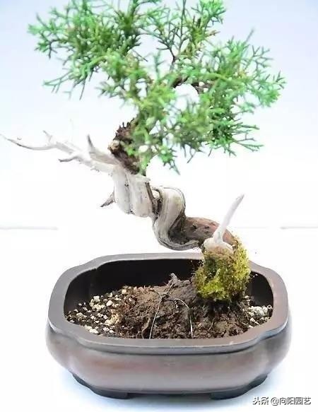 农民大爷自己做的盆景,老大爷盆景制作视频