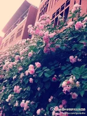 九推经验：非985，六级刚过，九推进清华