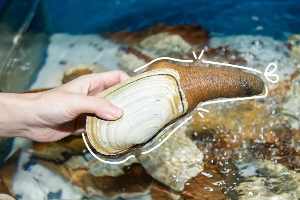 航母海鲜自助,陆家嘴自助帝王蟹