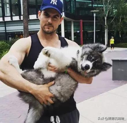 狗中三傻阿拉斯加萨摩耶,哈士奇阿拉斯加萨摩耶宠物秀