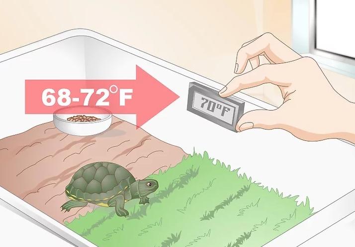 乌龟冬眠醒来不进食,乌龟不进食怎么办